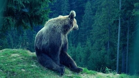 dancing bear hd|725+ Free Dancing Bear 4K & HD Stock Videos